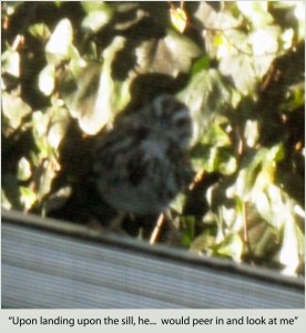 In the three minutes I sat at my desk, this tiny brown bird flew back and forth to the same window pane at least twenty times. Trying to tell me / show me something?