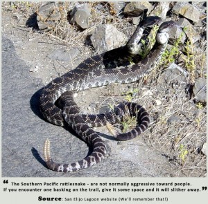 The Southern Pacific rattlesnake - If you encounter one basking on the trail, give it some space and it will slither away.