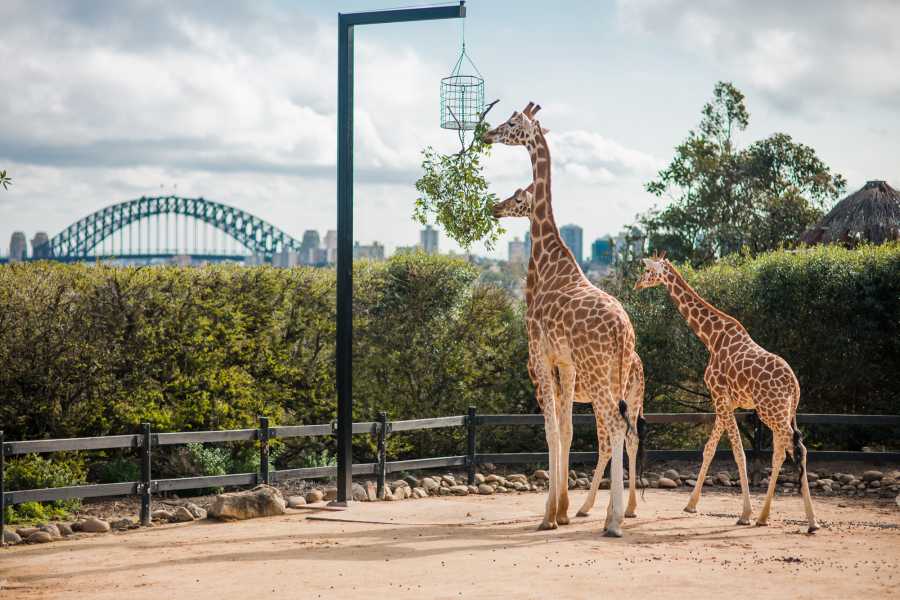 Taronga Zoo