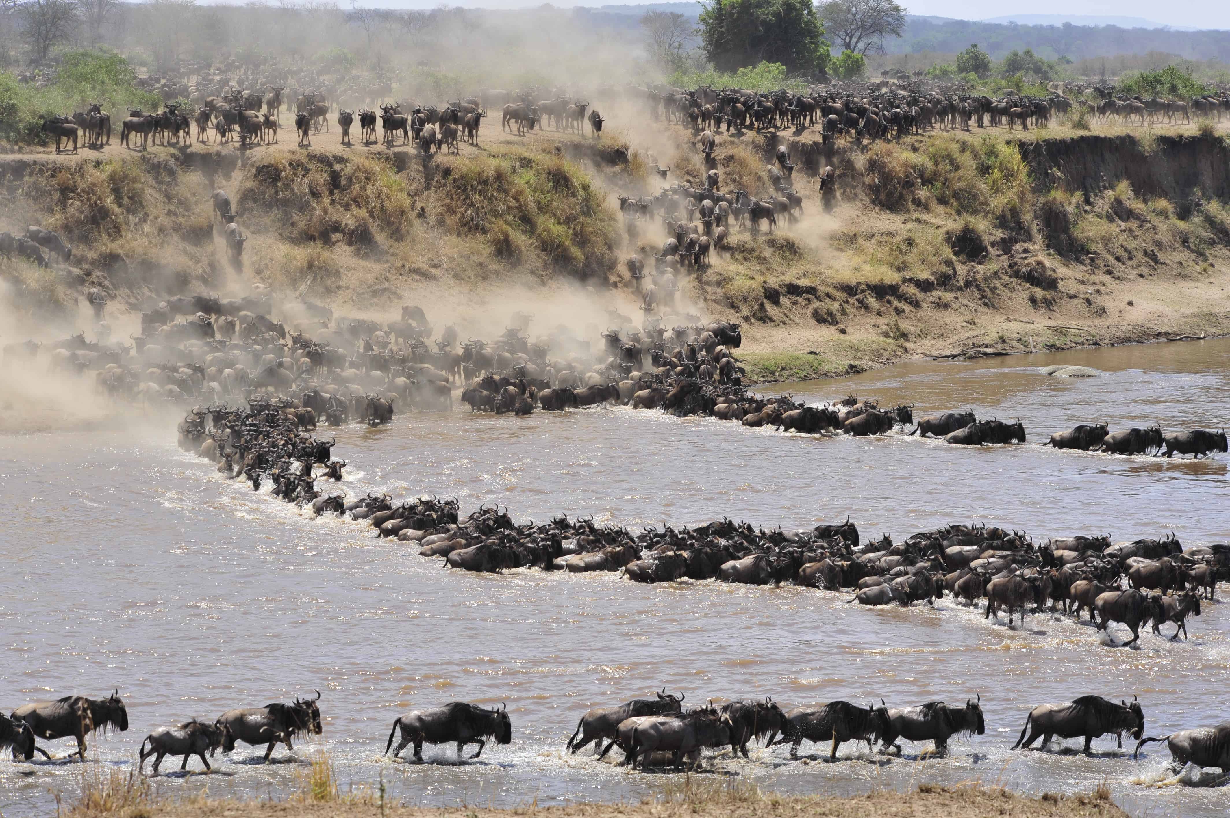 Serengeti Annual Migration