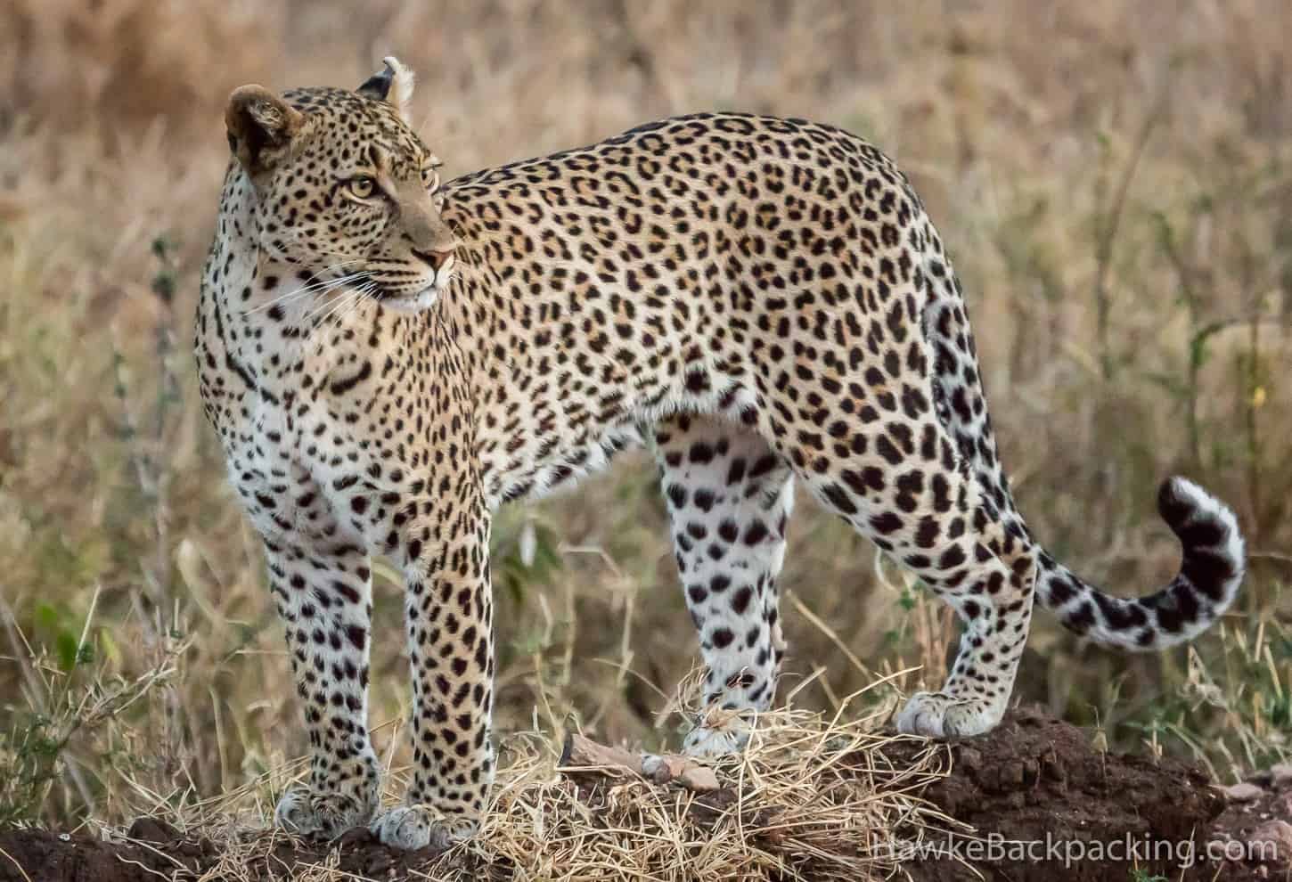 Leopard on Serengeti