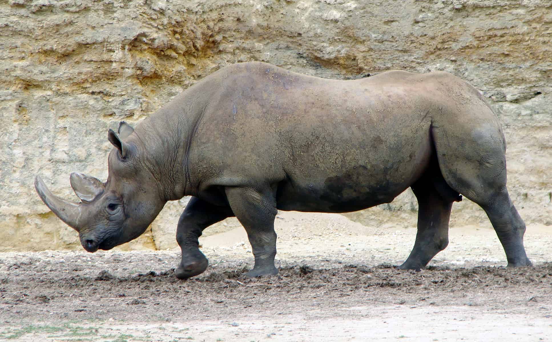 Rhinocerous on Serengeti