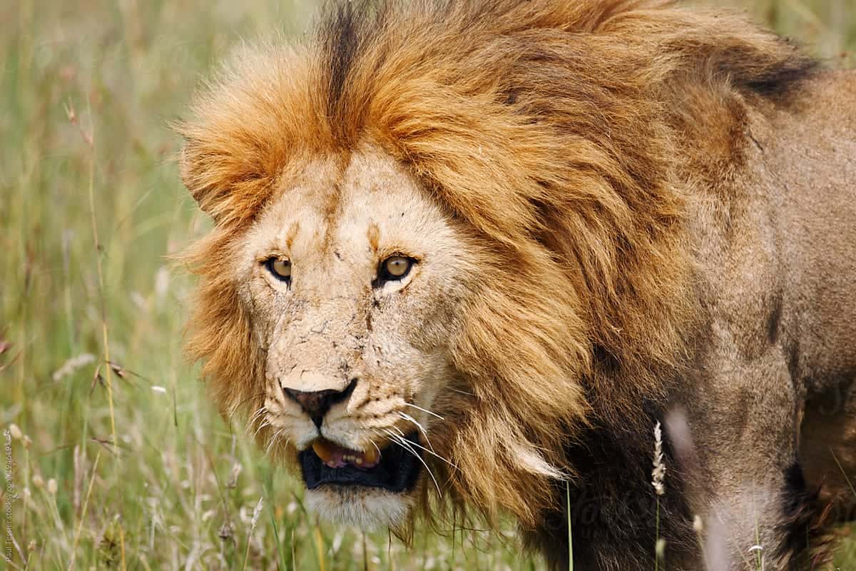 Lion on Serengeti