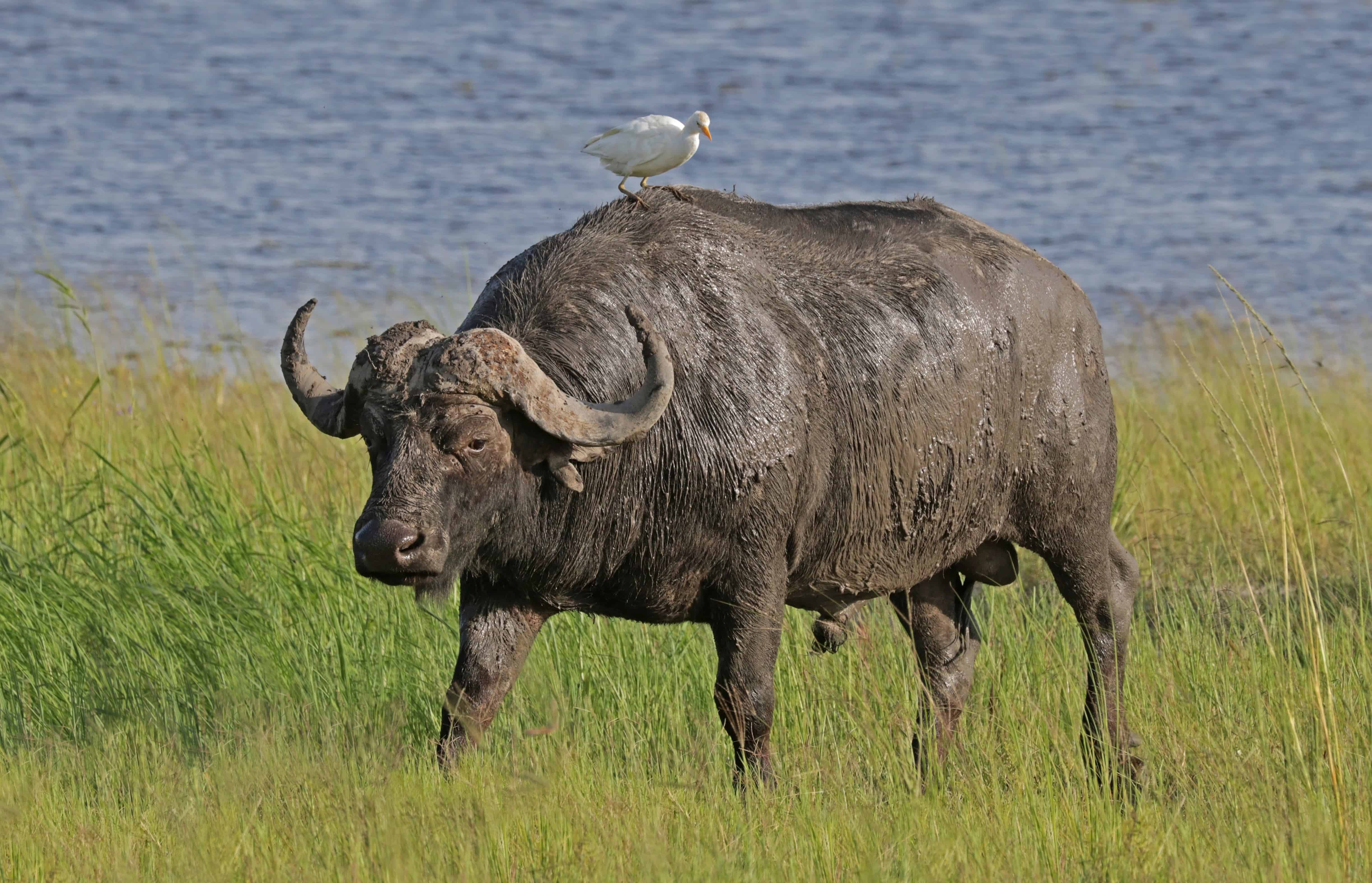 Buffalo on Serengeti