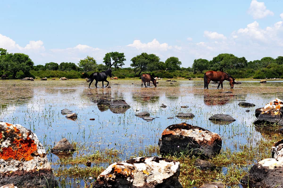 Wild horses of the Giara di Gesturi