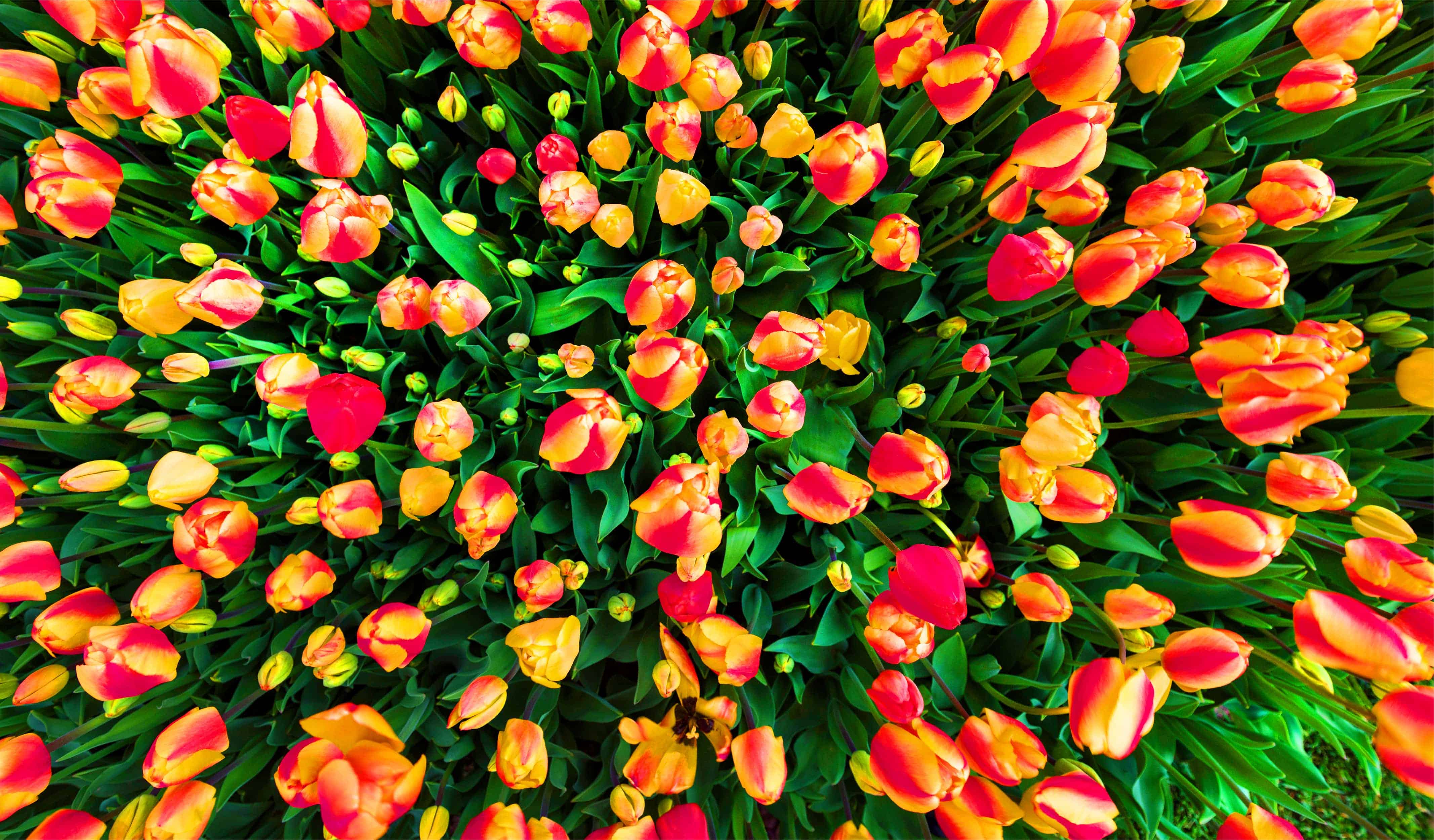 Tulips of Istanbul