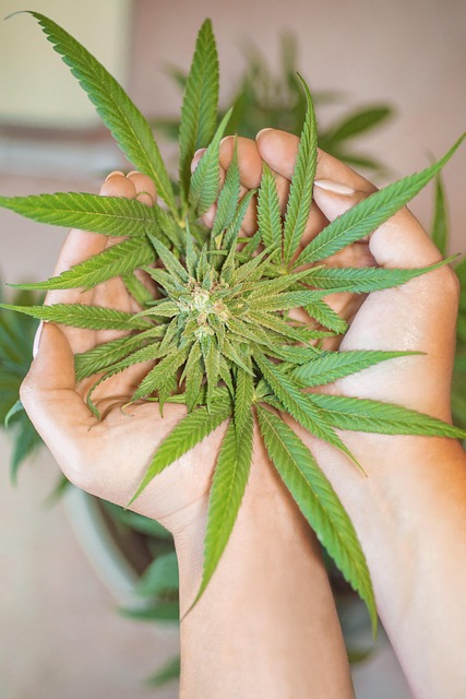 Impact of Cannabis on Mental Health