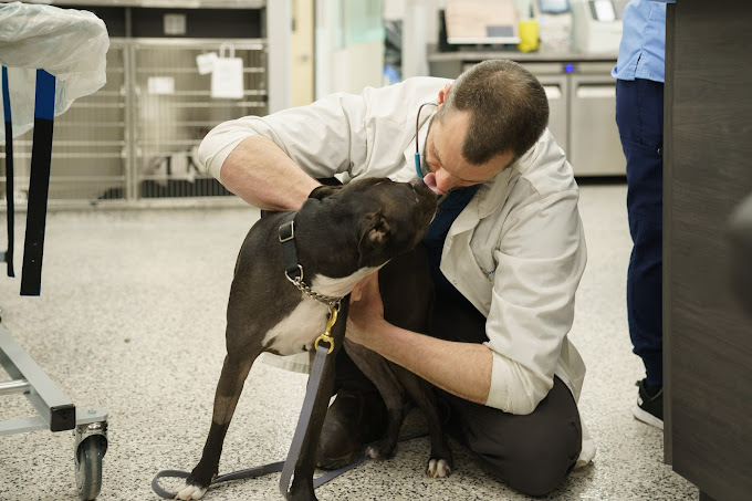 Emergency Vet Services Critical Care Vet Surrey