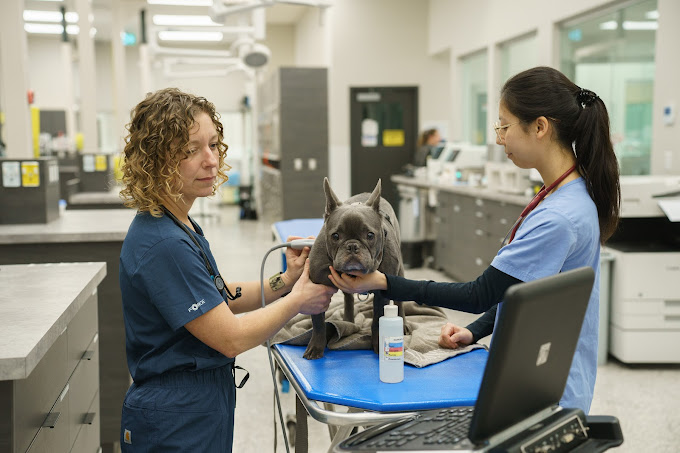 Veterinary Intensive Care Veterinary Emergency Services Surrey