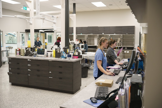 Emergency Vet Near Me Veterinary Emergency Services Surrey