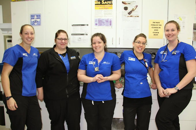 Critical Care for Older Pets Veterinary Emergency Services Surrey