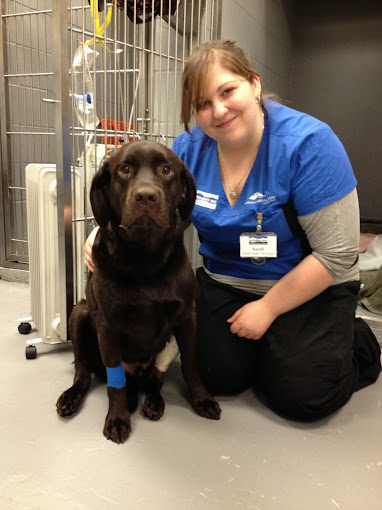 Animal ICU Emergency Animal Services Surrey BC