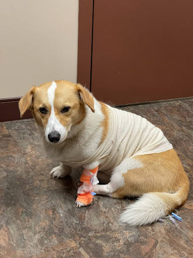 Urgent Care Animal Hospital Critical Care Vet Surrey