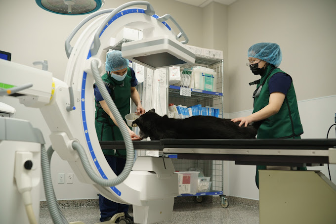 Pet Emergency Hospital Critical Care Vet Surrey