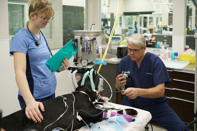 Emergency Animal Surgery Emergency Animal Services Surrey BC