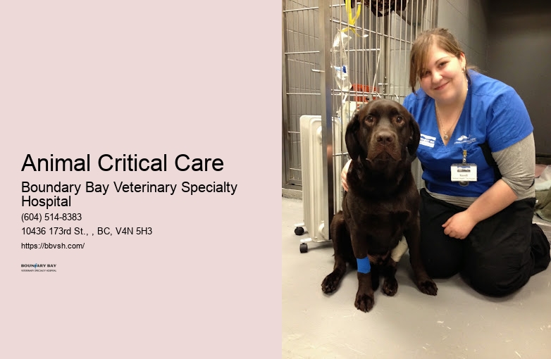 24/7 Emergency Animal Clinic Animal Critical Care Surrey
