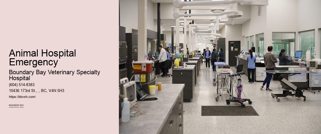 24-Hour Animal Clinic Animal Hospital Emergency Surrey