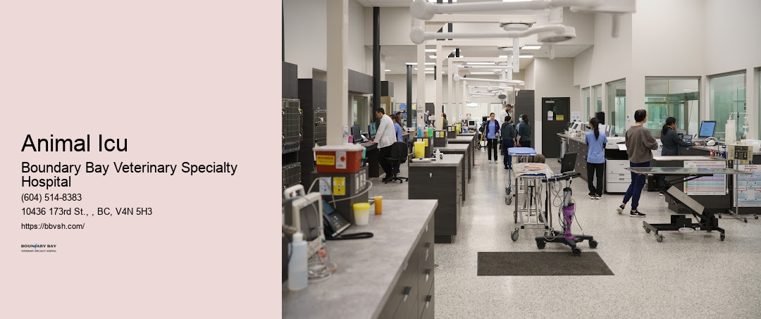 24-Hour Animal Er Animal Icu Surrey Bc