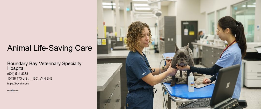 Emergency Vet Care 24 Hours Animal Life-Saving Care Surrey