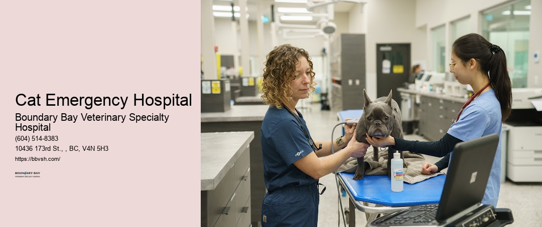 Emergency Pet Care Near Me Cat Emergency Hospital Surrey