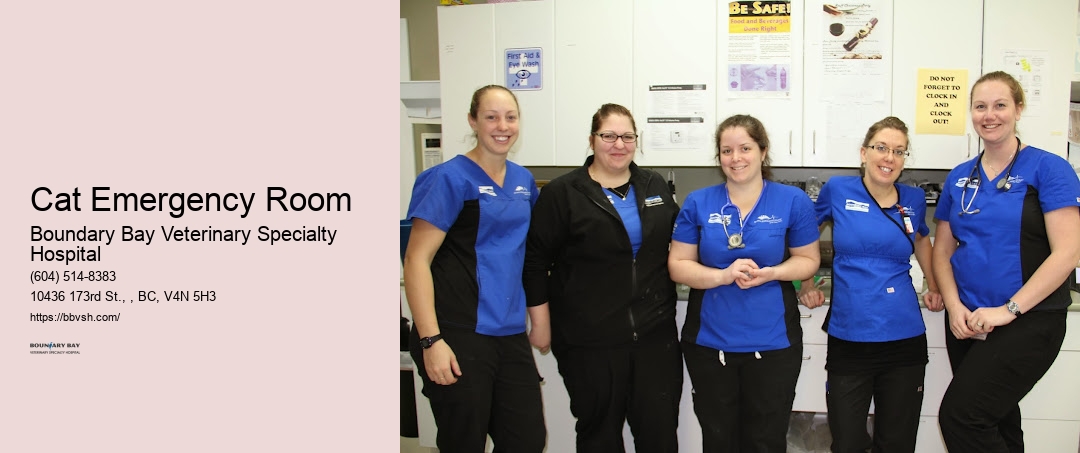 24-Hour Pet Injury Response Cat Emergency Room Surrey