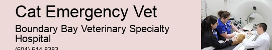 After-Hours Animal Emergency Cat Emergency Vet Surrey