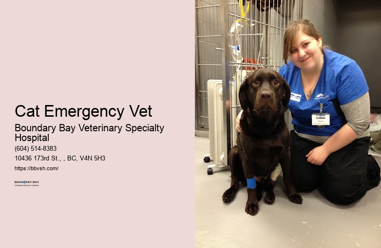 Animal Hospital After Hours Cat Emergency Vet Surrey