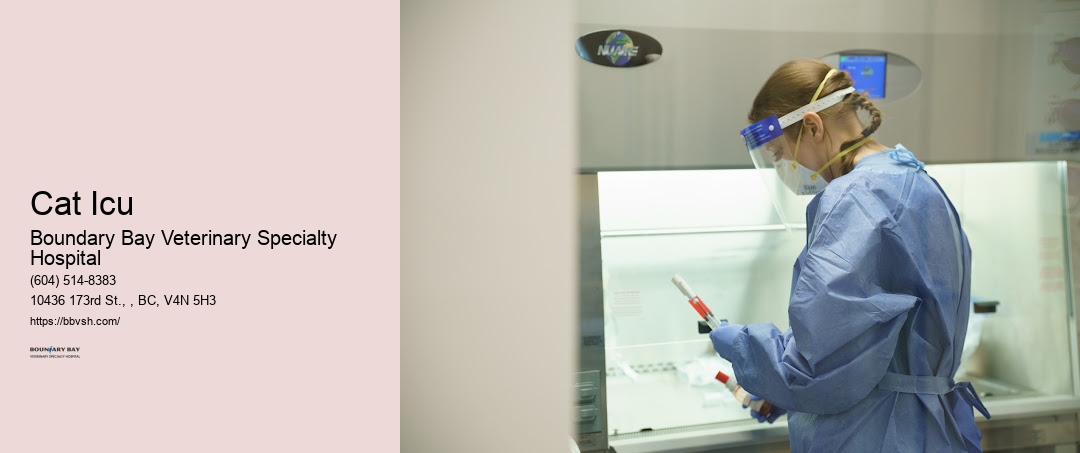 24-Hour Pet Accident Doctor Cat Icu Surrey