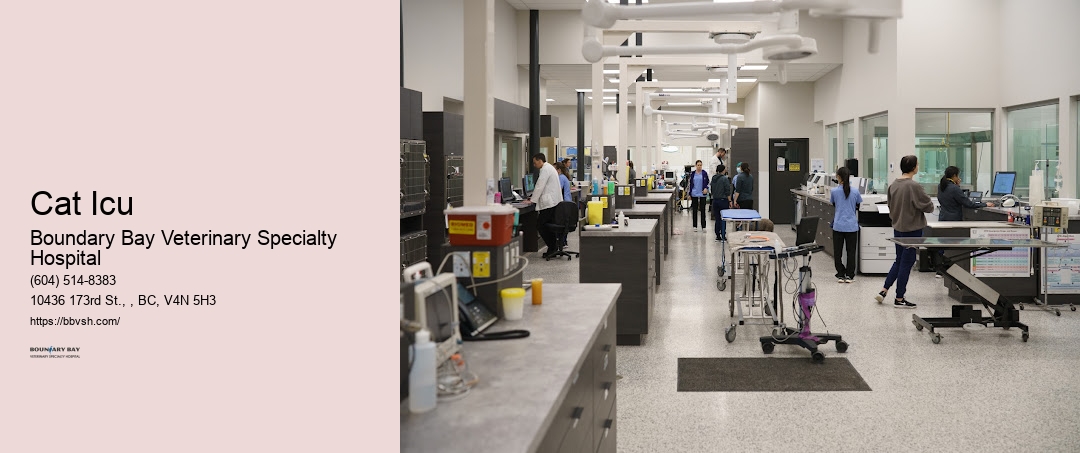 Urgent Care Animal Doctor Cat Icu Surrey