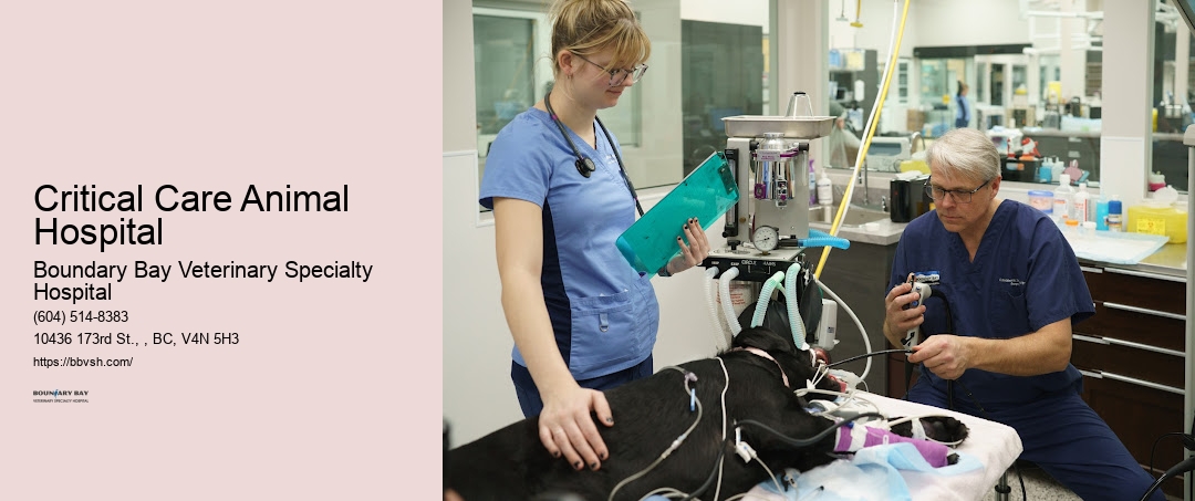 Critical Care Animal Hospital Surrey 24/7 Animal Emergency Center