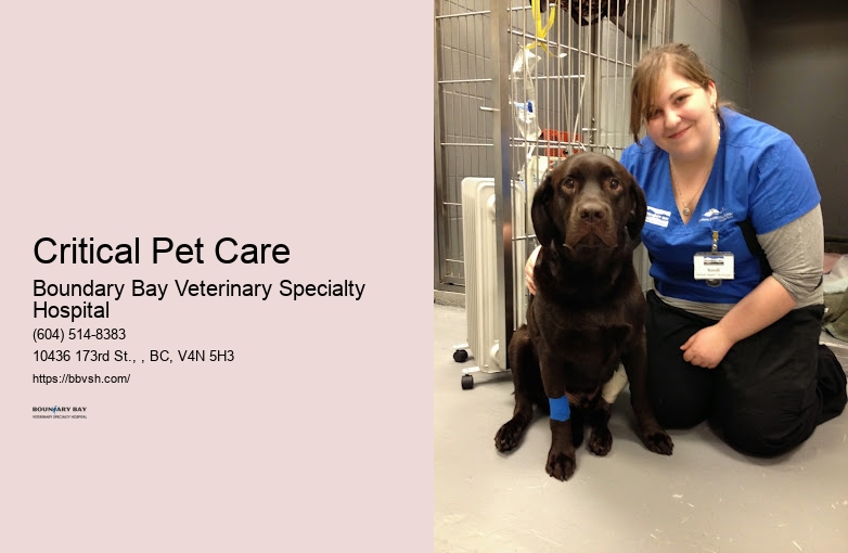 Dog Vet Emergency Critical Pet Care Surrey