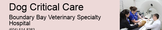 Dog Critical Care Surrey Pet Urgent Care