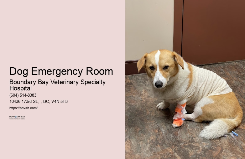 24/7 Vet Hospital For Pets Dog Emergency Room Surrey