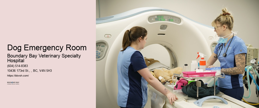 Dog Emergency Room Surrey 24-Hour Vet For Cats