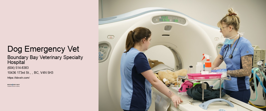 Emergency Pet Clinic Near Me Dog Emergency Vet Surrey