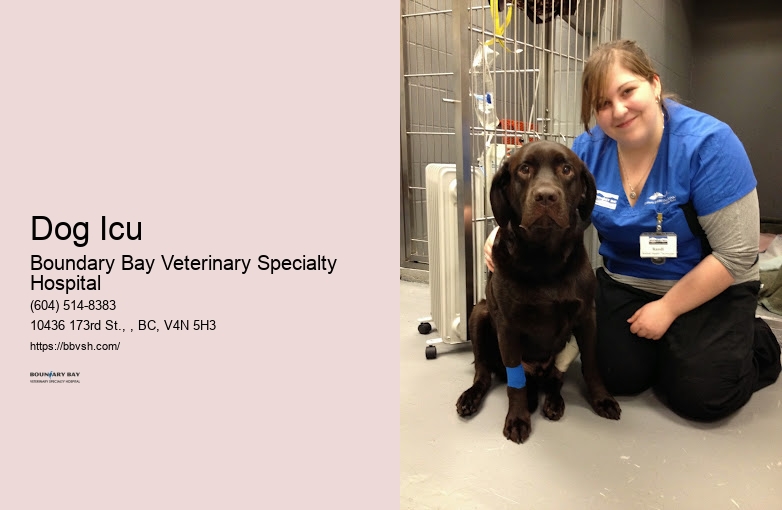 24-Hour Dog And Cat Vet Dog Icu Surrey