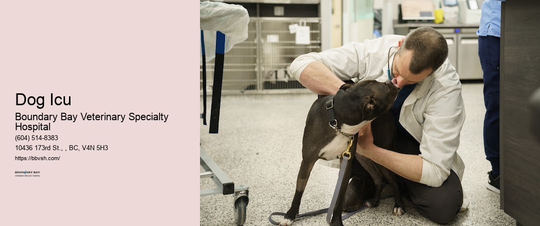 Emergency Animal Care Services Dog Icu Surrey