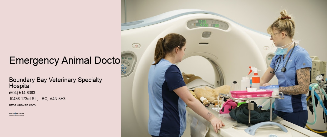 Urgent Pet Surgery Emergency Animal Doctor Surrey