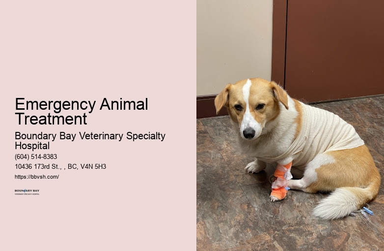 Emergency Vet Open All Day Emergency Animal Treatment Surrey