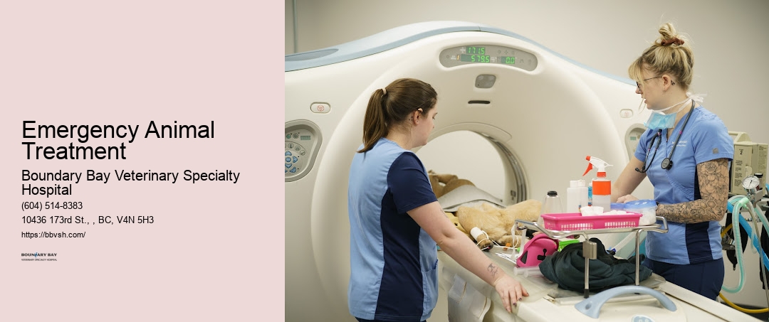 Pet Emergency Room Open Late Emergency Animal Treatment Surrey