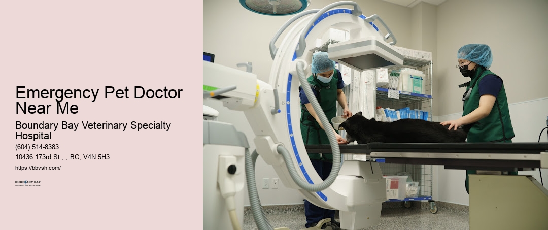 24-Hour Veterinary Clinic Emergency Pet Doctor Near Me Surrey