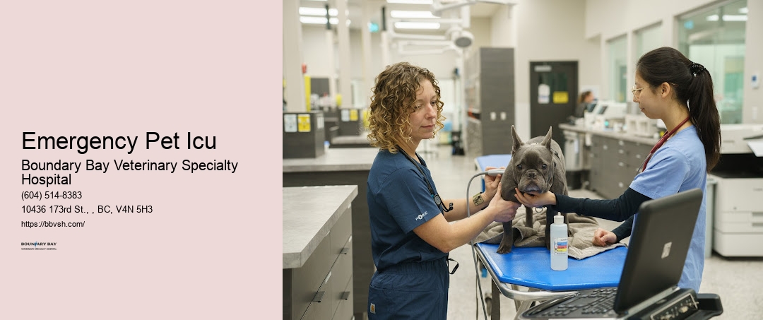 Pet Emergency Room Open Emergency Pet Icu Surrey