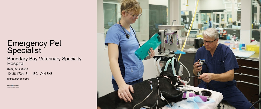 Emergency Pet Specialist Surrey 24-Hour Vet Clinic