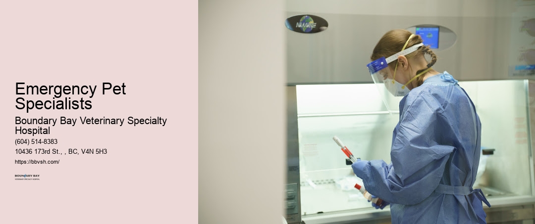 Emergency Care For Cats Emergency Pet Specialists Surrey