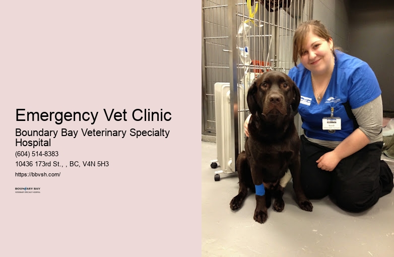 Pet Trauma Care Emergency Vet Clinic Surrey