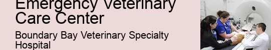 24-Hour Pet Surgeon Emergency Veterinary Care Center Surrey