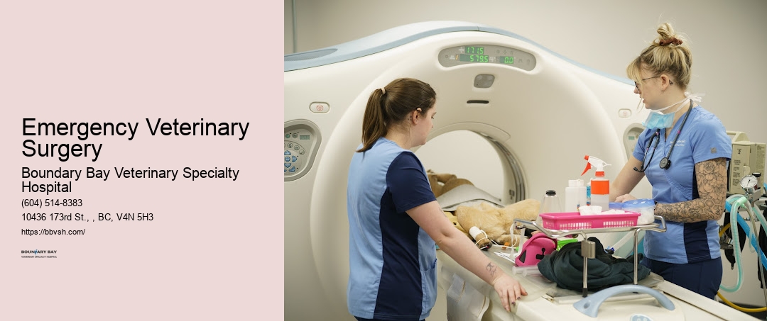 24-Hour Pet Urgent Care Emergency Veterinary Surgery Surrey