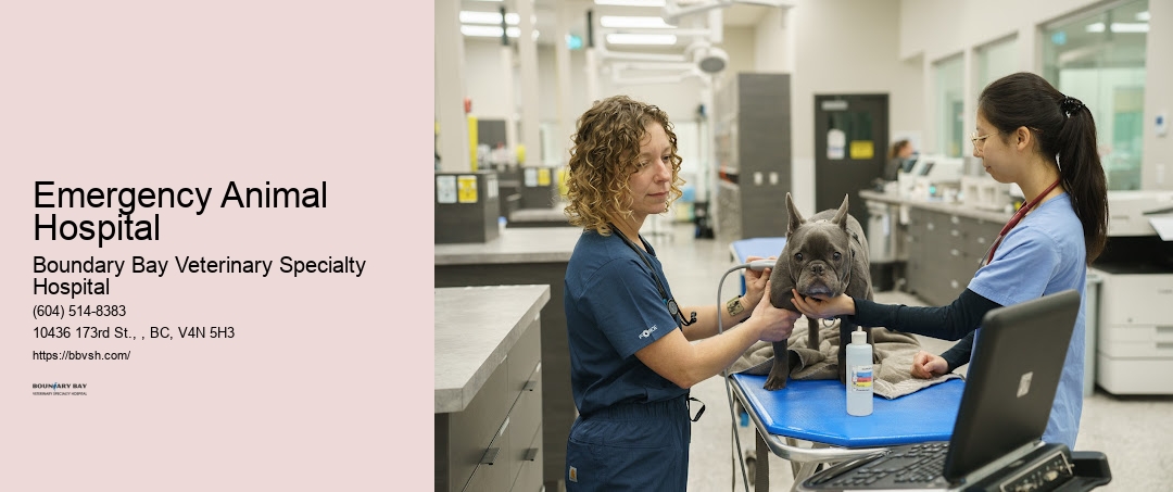 Pet Intensive Care Unit Emergency Animal Hospital Surrey