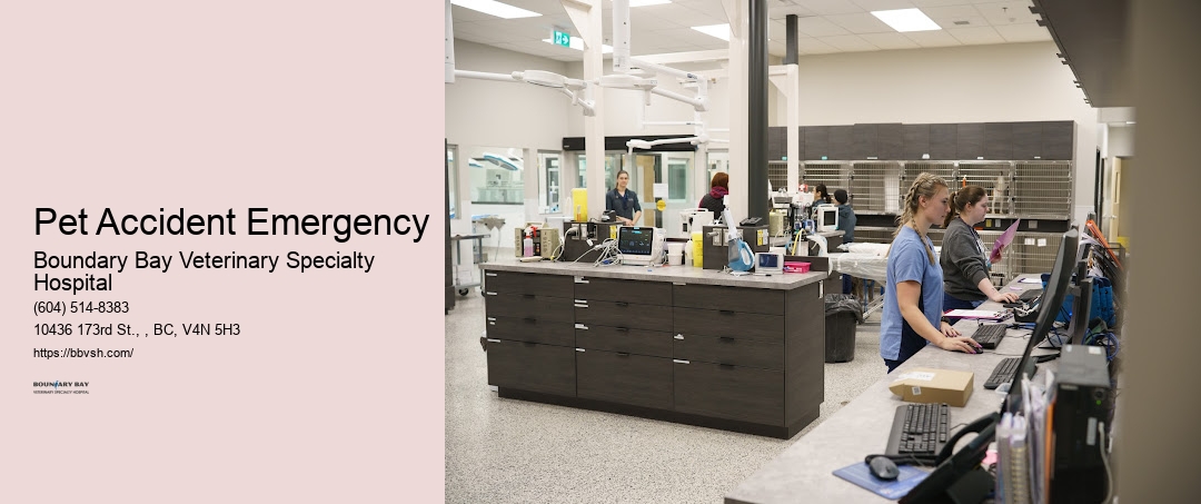 Pet Accident Emergency Surrey Emergency Dog Clinic