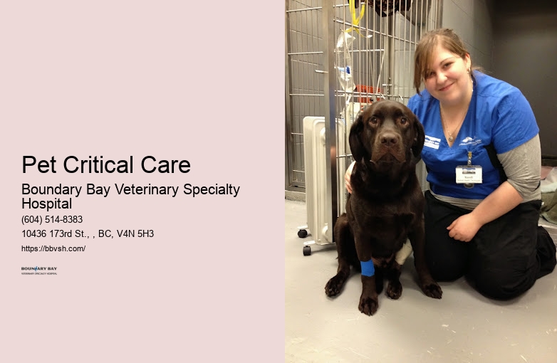 24/7 Dog Hospital Pet Critical Care Surrey